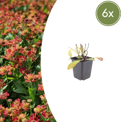 Zdjęcie produktu dla Helenium 'Moerheim Beauty' | 6 sztuk - 10-25cm - Ø9cm - Roślina ogrodowa
