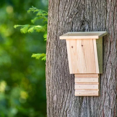 Produktbild von Bausatz Fledermauskasten „Igor”