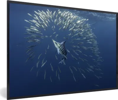 Produktbild von MuchoWow® MuchoWow® Gerahmtes Poster Schwertfisch - Blau - Wasser 30x20 cm - Poster mit zchwarzem Bilderrahmen - Kunstdruck - Bild-Poster