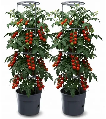 Produktbild von 2er Set Anzuchttopf Tomatentopf Rankhilfe für Tomate Gemüse Kunststoff 29,5cm