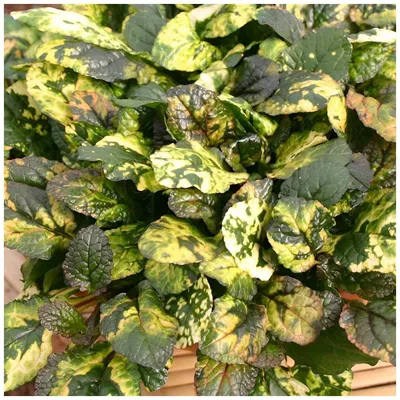 Produktbild von Stauden Gänge 10 x Ajuga reptans 'Rainbow' - Kriechender Günsel - Bunter Bodendecker für lebendige Gartenmomente - Blaue Blütenkerzen