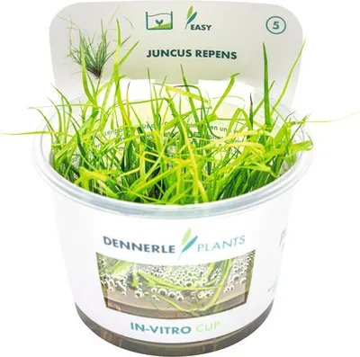 Produktbild von Grasartiges Binsengewächs - Juncus repens In-Vitro