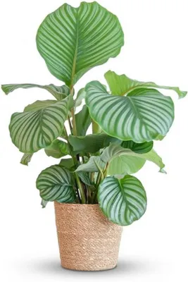 Productafbeelding van Grote Kamerplant - Pauwenplant - Calathea Orbifolia - Groene Tropische Plant met Mand - Pot 21cm