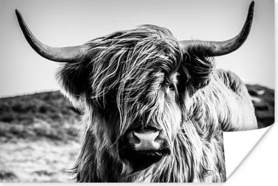 Produktbild von MuchoWow® Poster Schottischer Highlander - Natur - Kuh - Schwarz - Weiß 60x40 cm - Schlafzimmerdekoration