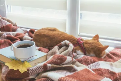 Produktbild von Wallario selbstklebendes Poster - Schlafende Katze beim Kaffeekränzchen, Größe: 61 x 91,50 cm