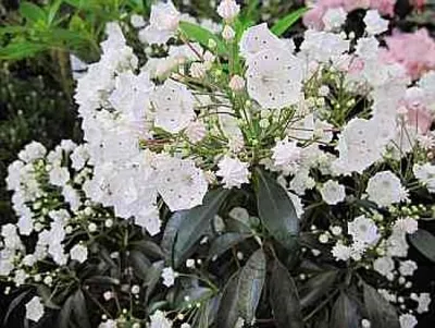 Produktbild von Lorbeerrose - Berglorbeer Ursprungsart - Kalmia latifolia botanische Art - 30-40cm