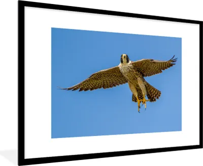 Produktbild von MuchoWow® Gerahmtes Poster Wanderfalke - Himmel - Raubvogel 90x60 cm - Poster mit Schwarzem Bilderrahmen Wandposter Rahmen Foto Bilder - Wanddekoration - Fotos