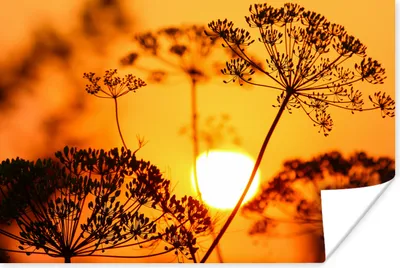 Produktbild von MuchoWow® Poster Pflanzen - Blumen - Sonnenuntergang - Orange 120x80 cm - Bilder