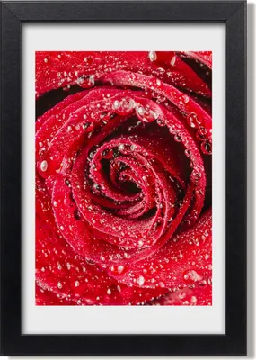 Produktbild von Bild 20x30 MDF-Rahmen, Wandkunst Rote Rose