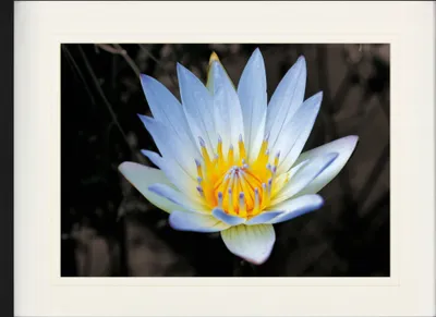 Produktbild von Blumen Gerahmtes Bild Mit Edlem Passepartout | Wand-Bilder | Im Bilderrahmen - Blütenzauber, Weiße Seerose (60 x 80 cm)