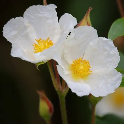 Immagine prodotto di 6 piante di *Cistus obtusifolius*, in vaso da 9x9 cm