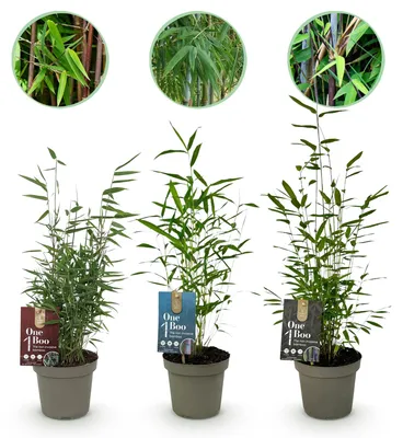 Produktbild von Fargesia Dragon Tricolour Bambus 3 Pflanzen Ø14cm 35cm Höhe immergrüner nicht