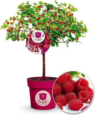 Produktbild von BALDUR Garten 2x Himbeer-Baum Raspbeary® mit Stamm & Krone, Pflanzen im 4,6 Liter-Containertopf, winterhart, mehrjährig, pflegeleicht, Rubus idaeus, Himbeere, essbare Früchte, Obst-Rarität