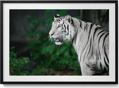 Produktbild von Weißer Tiger im Dschungel– Wandbild mit Rahmen – Gerahmtes Bild  – Wanddekoration – 100x70 cm –  Schwarz Rahmen