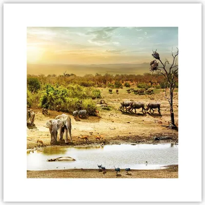 Produktbild von Poster - Poster ohne Rahmen - Safari Tiere - 30x30 cm - Wand Bild - Wanddeko - Wandbilder - Kunstposter - Wandposter - Bilder - Kunstdruck - Wanddekoration - Wandbild - P2XAC30x30-3880