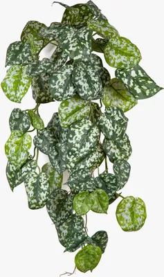 Produktbild von artplants.de Kunstpflanzenhänger gefleckte Efeutute RONELIO auf Steckstab, schwer brennbar, grün-weiß, 70cm - Dekopflanze