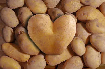 Produktbild von Kamelur® Bio Kartoffelflocken 20 kg