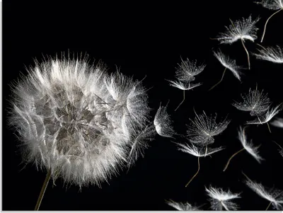 Produktbild von ARTland Glasbild Pusteblume Größe: 60x45 cm
