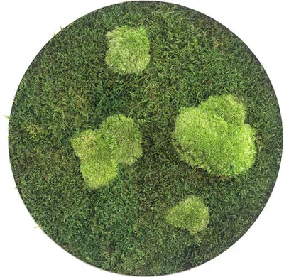 Produktbild von Moosbild Wald & Kugelmoos Ellipsoide Ø 34 cm