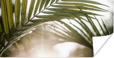 Produktbild von MuchoWow® Poster Palme - Palmenblatt - Sonne - Sommer 40x20 cm - Poster für die Wand - Poster Schlafzimmer