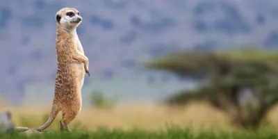 Produktbild von Panorama-Postkarte Faszination Erde "Erdmännchen"