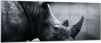 Produktbild von Bilder auf glas - Einteilig - Nashorn Schwarzweiß Porträt - 140x50cm - Glasbilder - Wandbilder - Bilder - Wanddekoration aus Glas - Glas Bilder - Wandbild auf Glas - GAB140x50-4347