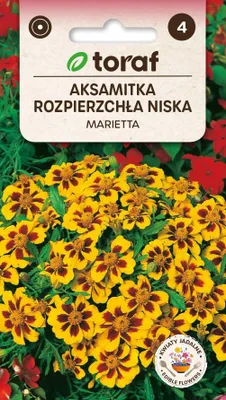 Zdjęcie produktu dla Aksamitka rozpierzchła Marietta - 1g TORAF nasiona 406