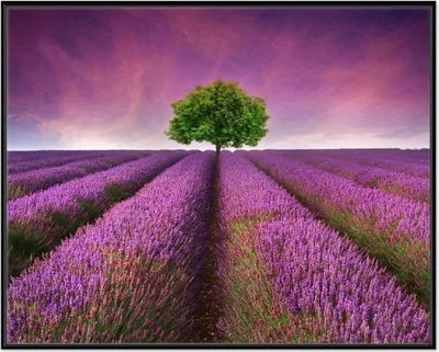Produktbild von Wallario Wandbild Lila Blumenfeld, Größe: 40,30 x 50,30 cm, Poster mit schwarzem Aluminiumrahmen