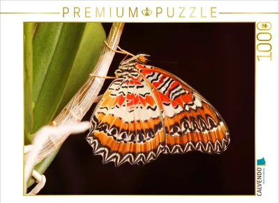 Produktbild von CALVENDO Puzzle Bortenfalter (Cethosia biblis) | 1000 Teile Lege-Größe 64x48cm Foto-Puzzle für glückliche Stunden