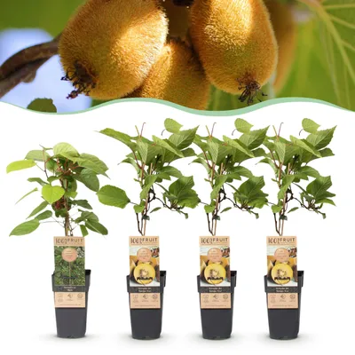 Zdjęcie produktu dla Actinidia Weiki & Golden Kiwi - Roślina Kiwi - 1 Samiec - 3 Samice - Rośliny - Żółty - 40-50cm - Ø15cm - Roślina ogrodowa - Warzywa i owoce