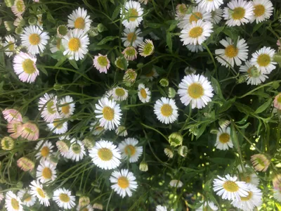 Produktbild von 6 x Erigeron karvinskianus - Mauerblümchen im topf 9 x 9 cm