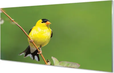 Produktbild von Glasbilder 140x70 Wandkunst gelber Papagei