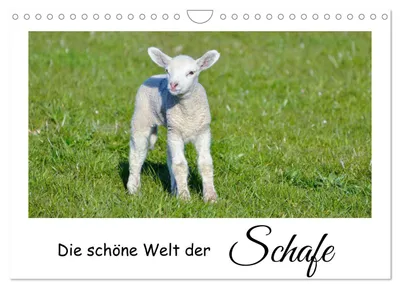 Produktbild von Die schöne Welt der Schafe (Wandkalender 2027 DIN A4 quer), CALVENDO Monatskalender