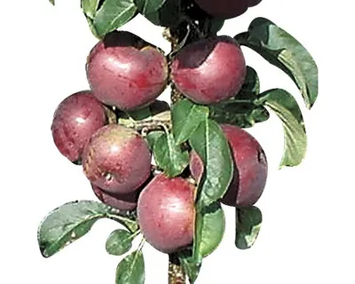 Obrázek produktu pro Jabloň sloupovitáFloraSelfMalus domestica 'Blue Moon' 100-130 cm květináč 7,5 l