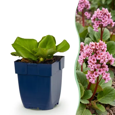 Produktbild von Green boutiQ - Stauden - Bergenia cordifolia - Herzblatt - Schatten - Rosa - 24 Pflanzen - Topf 11cm - Höhe 15-25cm