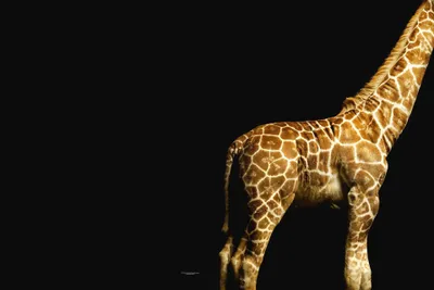 Produktbild von Digitaldruck-Tapete Giraffe livingwalls (1034244)