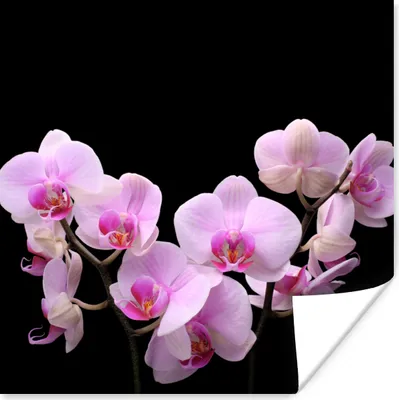 Produktbild von MuchoWow® Poster Orchidee - Blumen - Rosa - Flora 100x100 cm - Babyzimmer