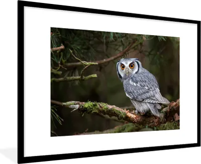 Produktbild von MuchoWow® Gerahmtes Poster Eule - Vogel - Äste - Natur 90x60 cm - Poster mit Schwarzem Bilderrahmen Wandposter Rahmen Foto Bilder - Wanddekoration - Fotos