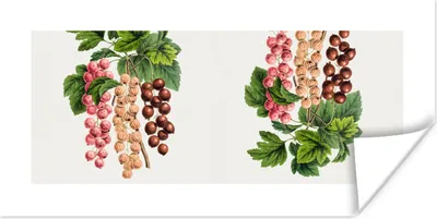 Produktbild von MuchoWow® Poster Beeren - Lebensmittel - Obst 120x60 cm - Bild