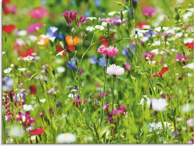 Produktbild von ARTland Glasbild Blumenwiese I Größe: 80x60 cm