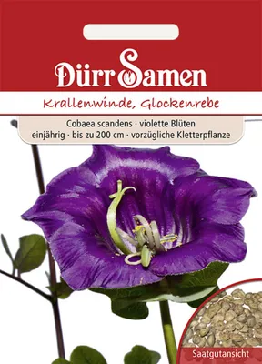 Produktbild von Glockenrebe | Glockenrebensamen von Dürr Samen