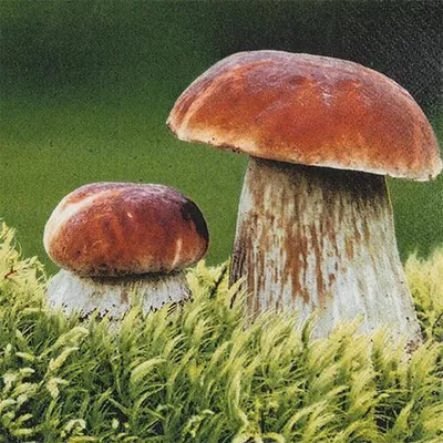 Produktbild von RP 20 Servietten Porcini - Steinpilze in der Natur 33x33cm