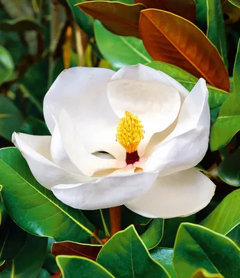 Produktbild von BALDUR Garten 1x Magnolie 'Grandiflora', Pflanze im 12 cm-Topf, imposante bis 25 cm große Blüten, herrlich duftend, winterhart, immergrün, mehrjährig, pflegeleicht, ideal für Beet & Kübel
