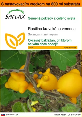 Obrázok produktu pre SAFLAX Garden in the bag - rastlina kravského vemena - Solanum mammosum - 10 Semená - S pestovateľským substrátom v praktickom samostaviteľnom vrecku
