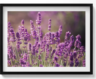 Produktbild von Lavendelblumenwiese– Wandbild mit Rahmen – Gerahmtes Bild  – Wanddekoration – 80x60 cm –  Schwarz Rahmen