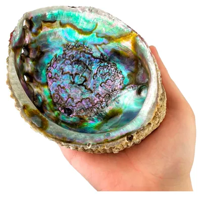 Produktbild von Abalone-Schale 12 bis 13 cm für Palo Santo und weißen Salbei