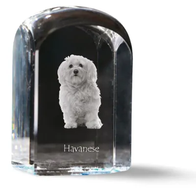 Immagine prodotto di Art-Dog Fermacarte – Bichon havanais