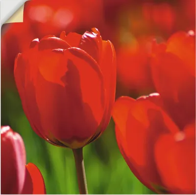 Produktbild von ARTland Wandbild, selbstklebend Rote Tulpen in der Sonne Größe: 50x50 cm