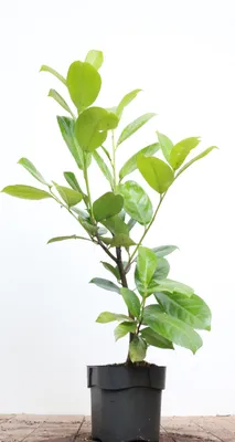 Produktbild von Prunus laurocerasus 'Rotundifolia', Kirschlorbeer, immergrün, 40–60 cm