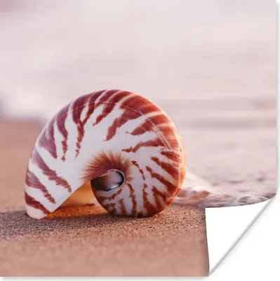 Produktbild von MuchoWow® Poster Muschel - Strand - Meer - Sand 100x100 cm - Babyzimmer